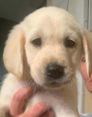 Goldador puppies
