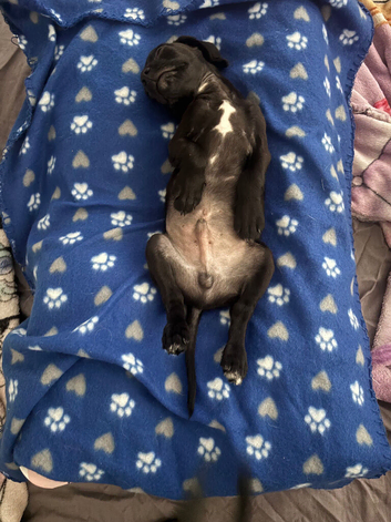 Puppy cockerjack