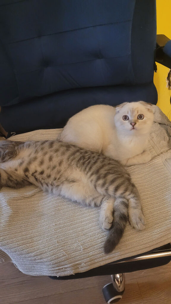 Silver spotted Scottish kittens