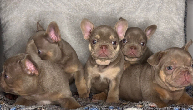 New Shade Health Clear KC Registered French Bulldog Puppies