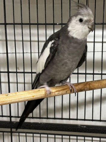 Nice cock bird
