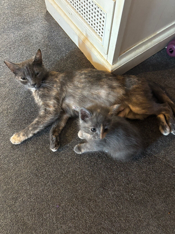 Beautifull kittens