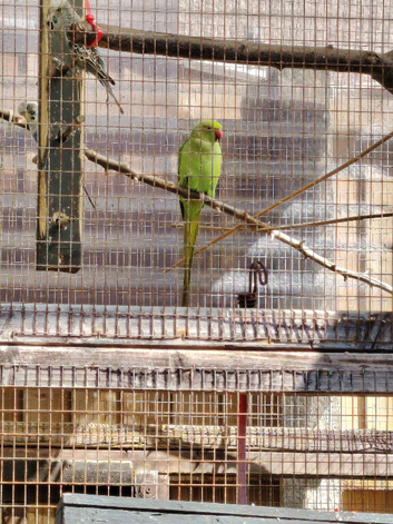 Green ringneck looking new home