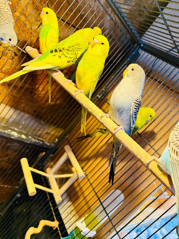Young and Adult budgies