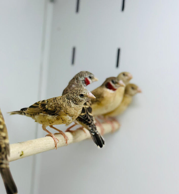Cut throat finch