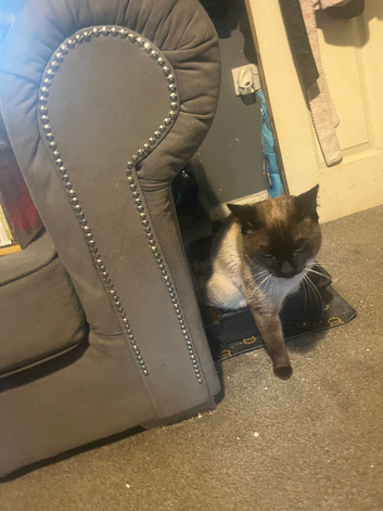 Simease cat