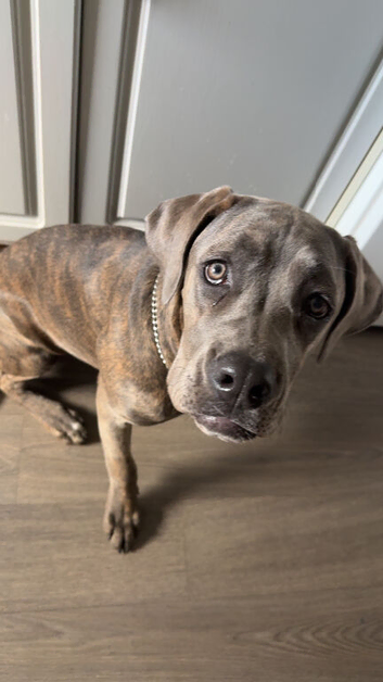 Female Cane Corso