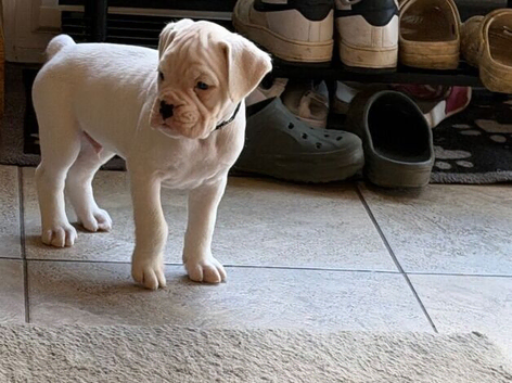 Gorgeous Boxer Puppies Looking for Loving Forever Homes