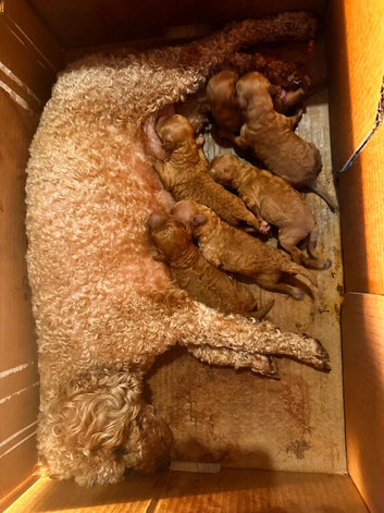 READY TO LEAVE Kc registered red Toy poodles