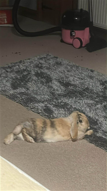 11 month old female