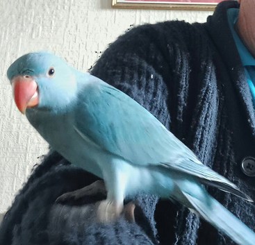 Beautiful Ringneck