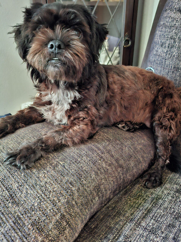 Shih tuz