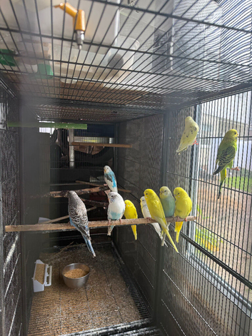 Baby budgies