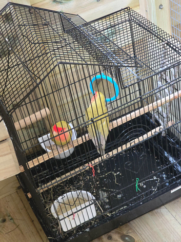 Lovebirds