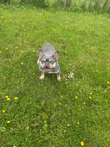 Adult French bulldog