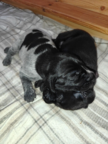 KC registered German Wirehaired Pointer puppies