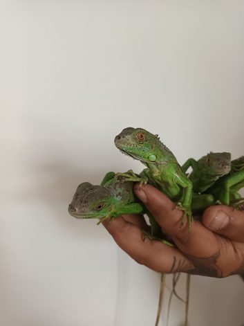 Green iguana