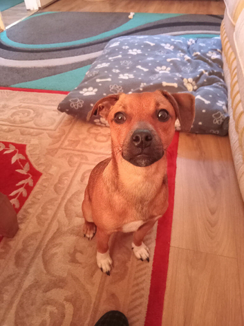 Jack Russell