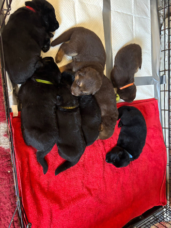 german shepherd puppies