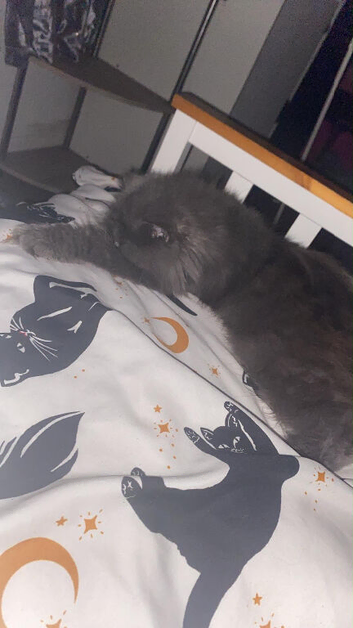10 months old kitten