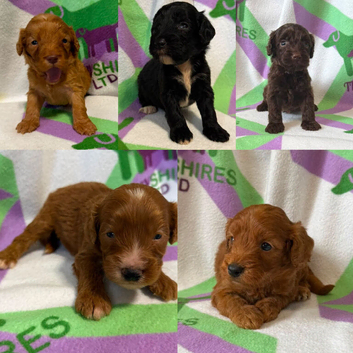 F1 small mini cockapoos various colours 30 dna health tested clear