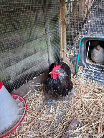 Pekin Bantam Rooster