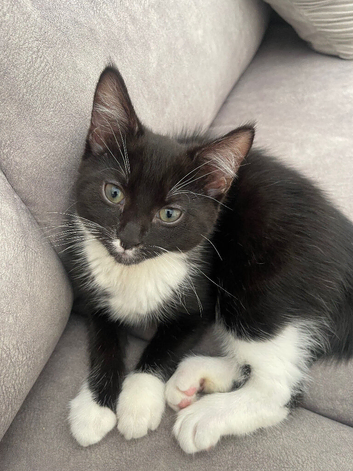 Male kitten