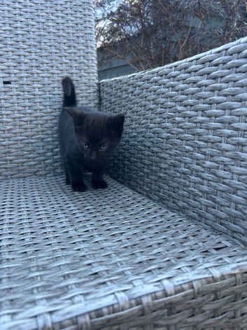 Kitten