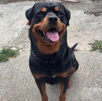 KC registered rottweiler for STUD