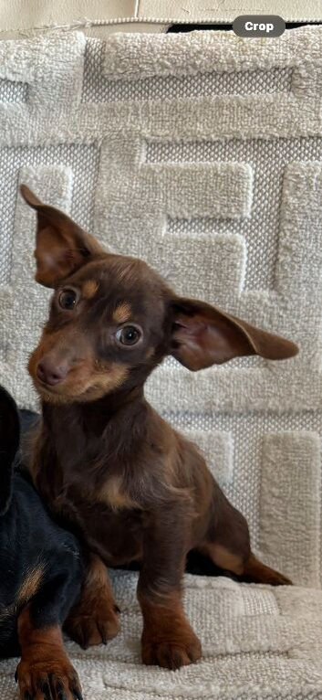 Little beauty's. Dashound puppies