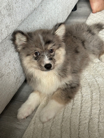 Adorable Pomsky Puppy Ready for His Forever Home 1 Left