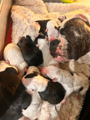 American Bulldog Puppies &ndash; 6 Boys & 3 Girls