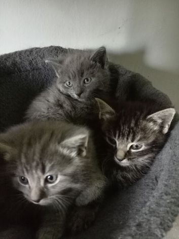 Beautiful Russian blue mix boy kittens