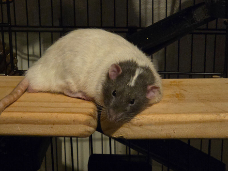 3 male boys with cage