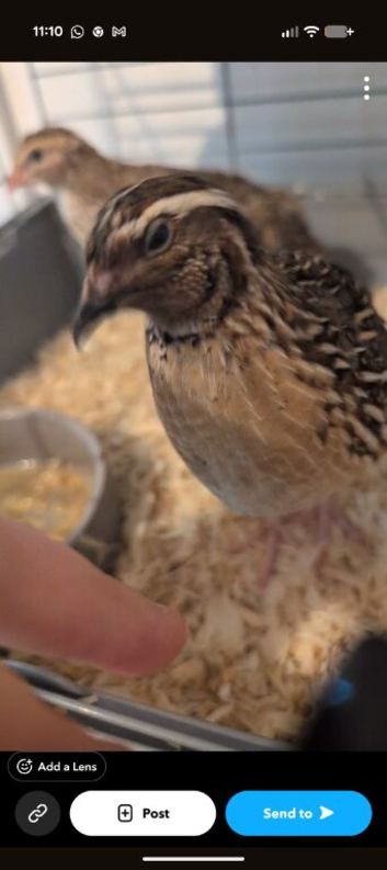 Female and male quail for sale
