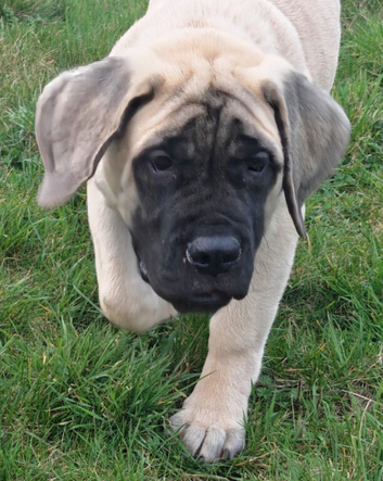 Beautiful mastiff female