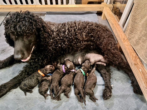Irish Water Spaniel Litter