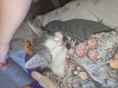 Grey and white kitten