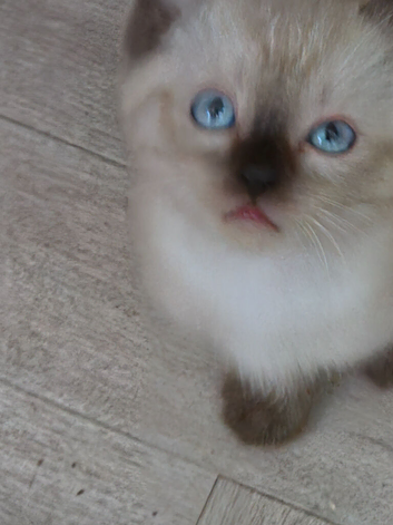 2 ragdoll kittens left