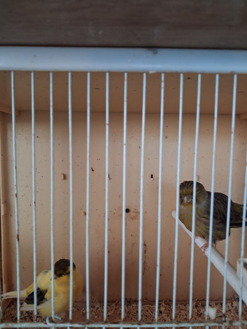 Border canaries
