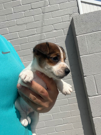 Jack Russell boy