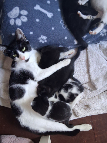 kittens