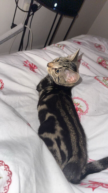 Tabby male kitten