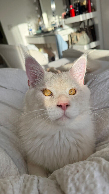 XL pedigree mainecoon