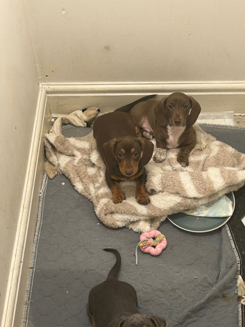 Miniature dachshund boys