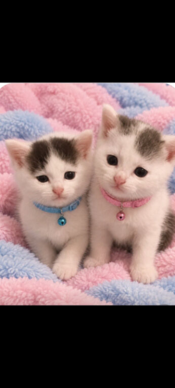 3 fluffy kittens