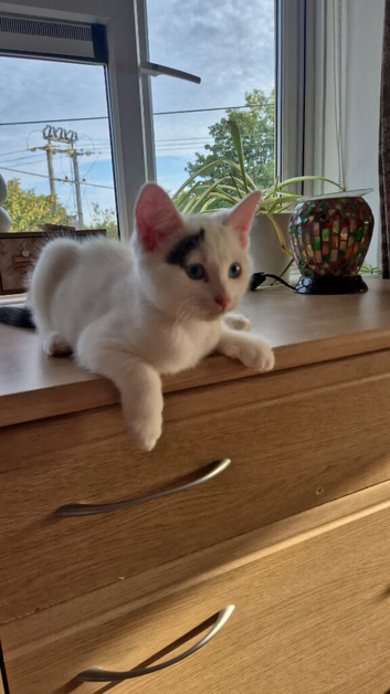 Beautiful white male kitten