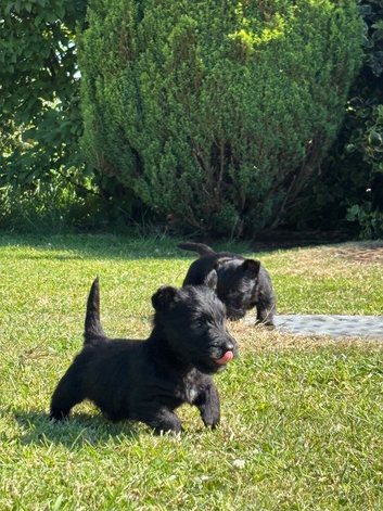 Scottish terrier puppies KC