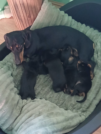 Sweet mini dachshund puppies