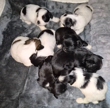 Beautiful KC Registered Lhasa Apso Puppies